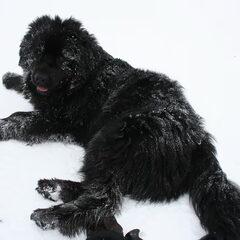 Joy op wintersport, met sneeuwschoentjes