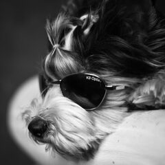 "Cool dog" Marcel met z'n zonnebril :)