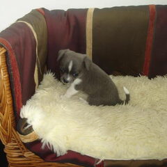 Filou