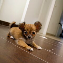 Onze oudste, Flo! (nog een pup :))