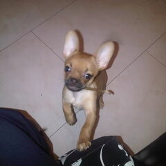 Bailey