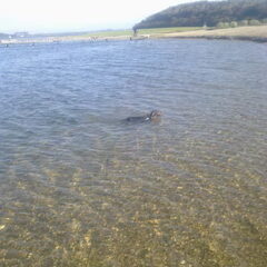 Phanny zwemt heel graag in het Veerse Meer.