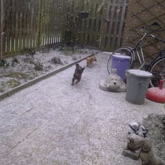 Foto van Phanny en Vosje, ze spelen erg graag buiten