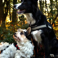 Marcel(Biewer Yorkie) en Fahra (Border Collie)