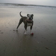 stoer op het strand