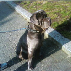 kira mn ouwe mastino