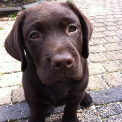 Rox 9,5 week