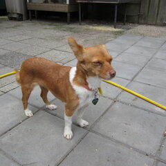 mijn naam is Tula, gesteriliseerd, geboren maart 2011. Erg…