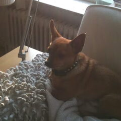 Chicca