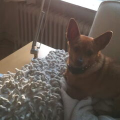 Chicca