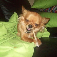 Kleine Chanty,