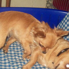Chanty en m´n andere hond Chicca