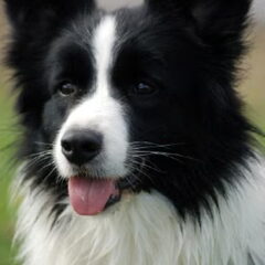 Tonkory Ready for Action, volledig gekreurde fokteef met…