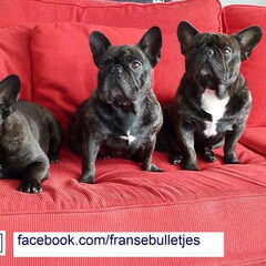 Ben dol op de Franse Bulldog, zie ook…