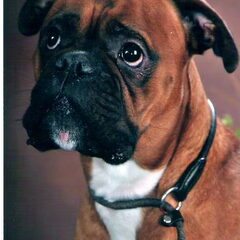 grando boy