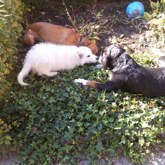 aan het spelen met mijn vriendjes. max en johnny.