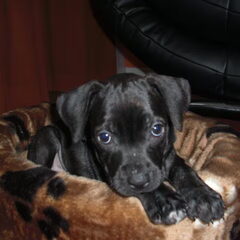 Micky toen nog als klein lief puppy