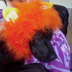 Hup Holland! Nee He!!!!