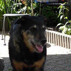 oud maar lief