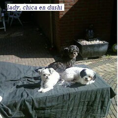 lady chica en dushi op en warme zomerdag, heerlijk aan het…