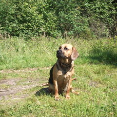 Dit was onze Twist (kruising beagle x golden retriever), op…