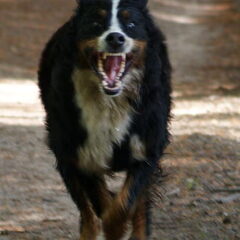 run baby run !!!!