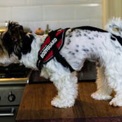 Marcel's K9tuig