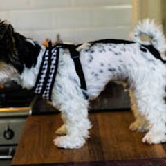 Marcel's Puppia tuigje