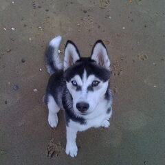 Daco op het strand