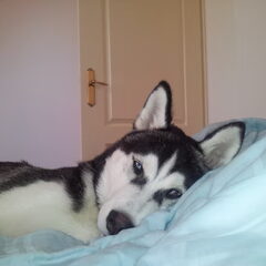Daco de luie puppie!!