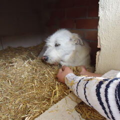 Blanca in het asiel in Tobarro
