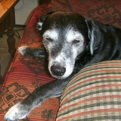 Onze lieve Micky RIP 17maart 2012