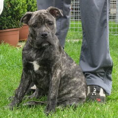 Layka (ca de bou)4 maanden oud