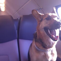Byka in de trein onderweg naar 'oma'