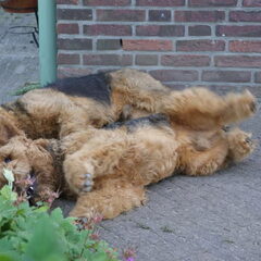 Samen rollebollen