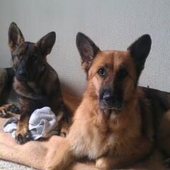 C-Zar (geb. 16-11-2011) Mavi (geb. ca 2002)