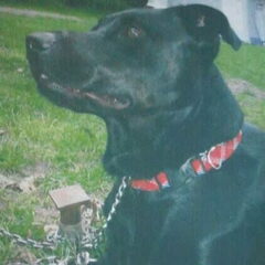 Dit was Kelly. Kelly is op 28 juni 2012 overleden.