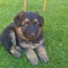 zusje of broertje van nala
