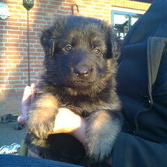 5 weken oude pup nala