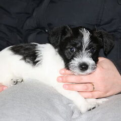 Diva als allerliefste pup