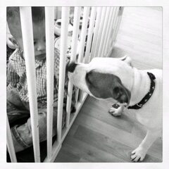 hoezo "pit bull"
