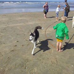 my meisje laika lekker aan het rennen en spelen
