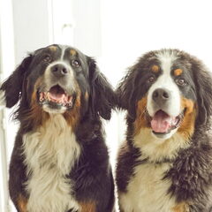 Amber, 8 jaar en Woezel 6 mnd !!