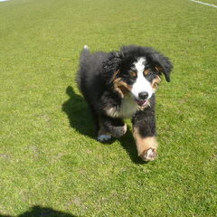 Rennend op het veld van Telstar