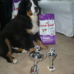 Beste Baby berner !!