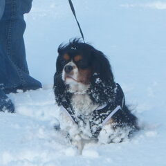 tayco onze sneeuwhond