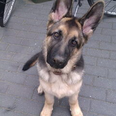 greno 4 en halve maand oud
