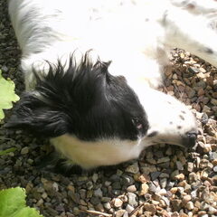 Flippie...X