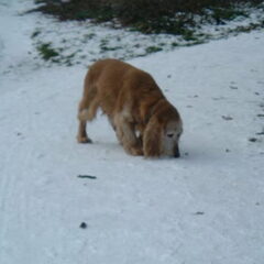 Amber in de sneeuw - febr. 09