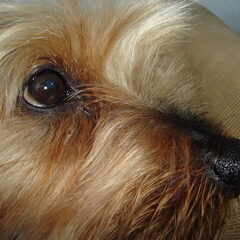 Close-up van Basje
